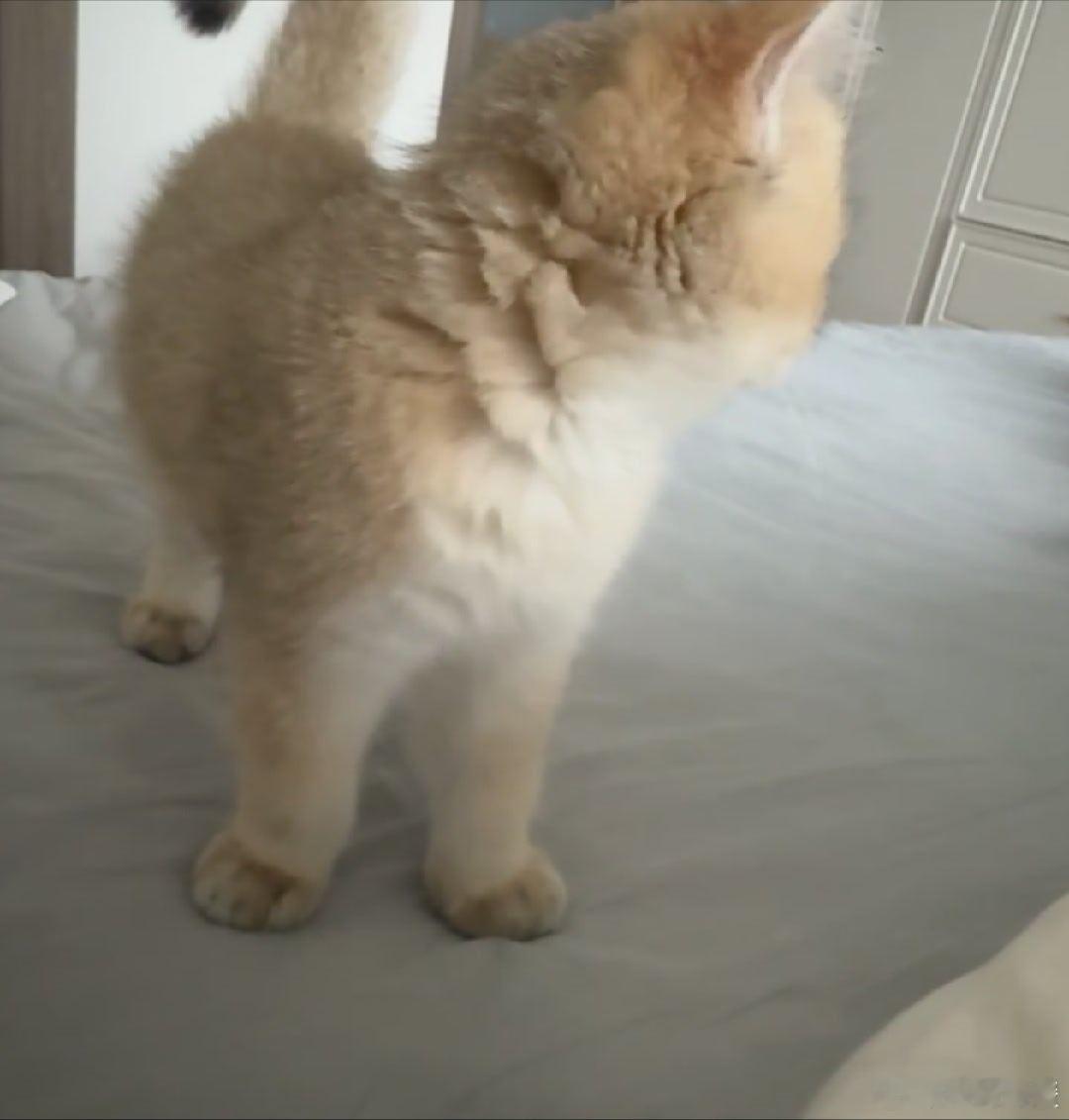 专家说小猫上床是不脏的  我虽然也很喜欢小猫，但我自己平时都不会穿着外面的衣服裤