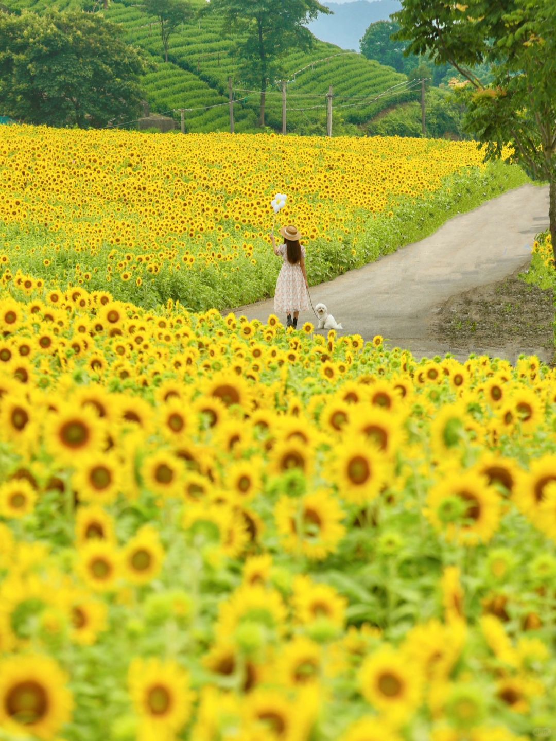 接下来的杭州…分享❶❽个绝美私藏赏花地🌼