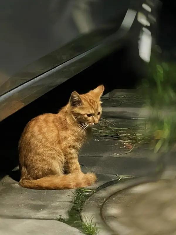 流浪猫妈妈都会抛弃自己的孩子吗? 流浪猫妈妈不一定会抛弃自己的孩子。通常，母猫对