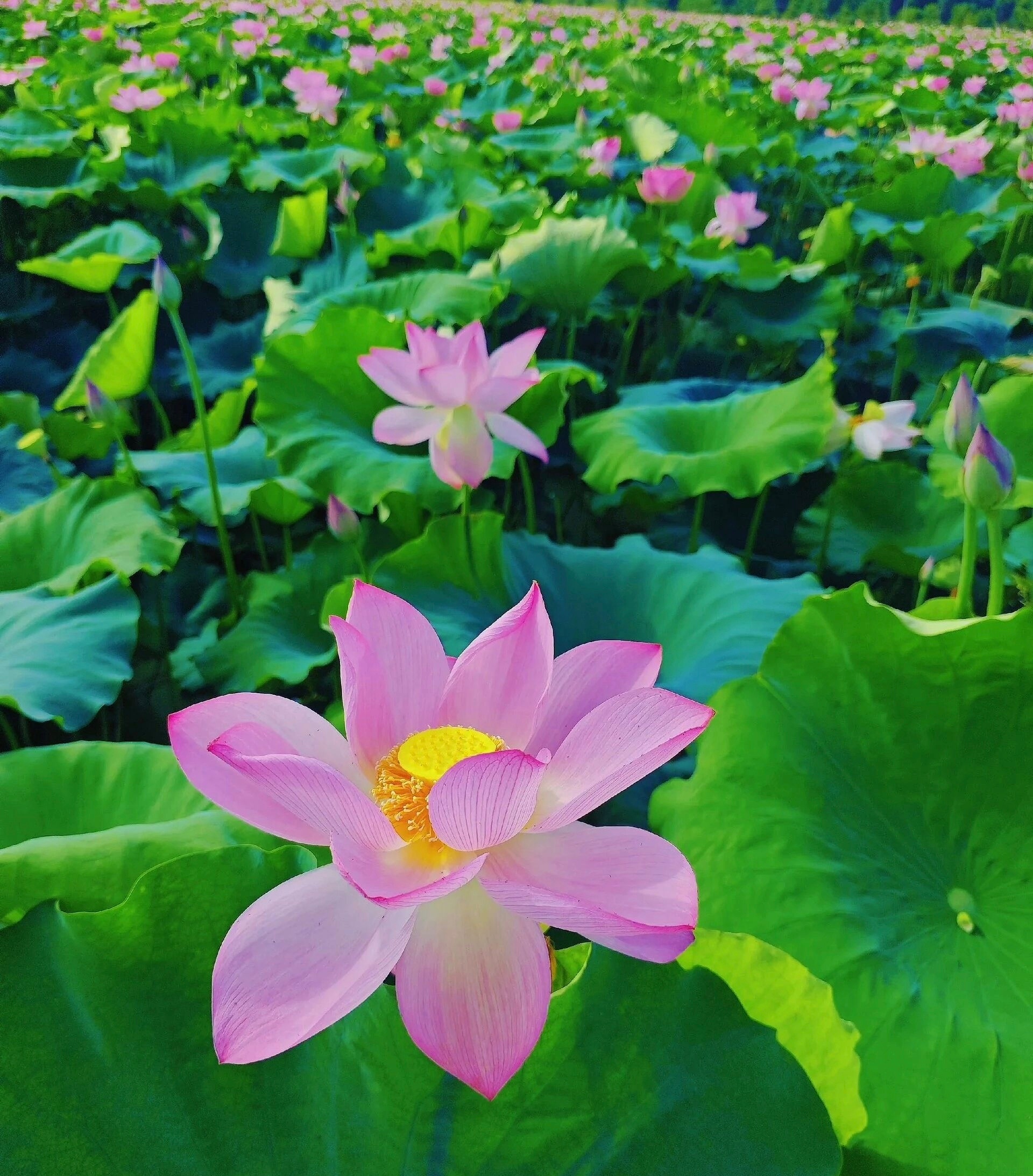 食籽莲芯，清心莲蓬。 马鞍山