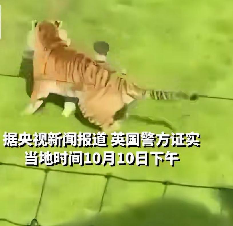 10月10日，英国南约克郡唐卡斯特市。位于市郊的野生动物园里有东北虎、北极熊、狮