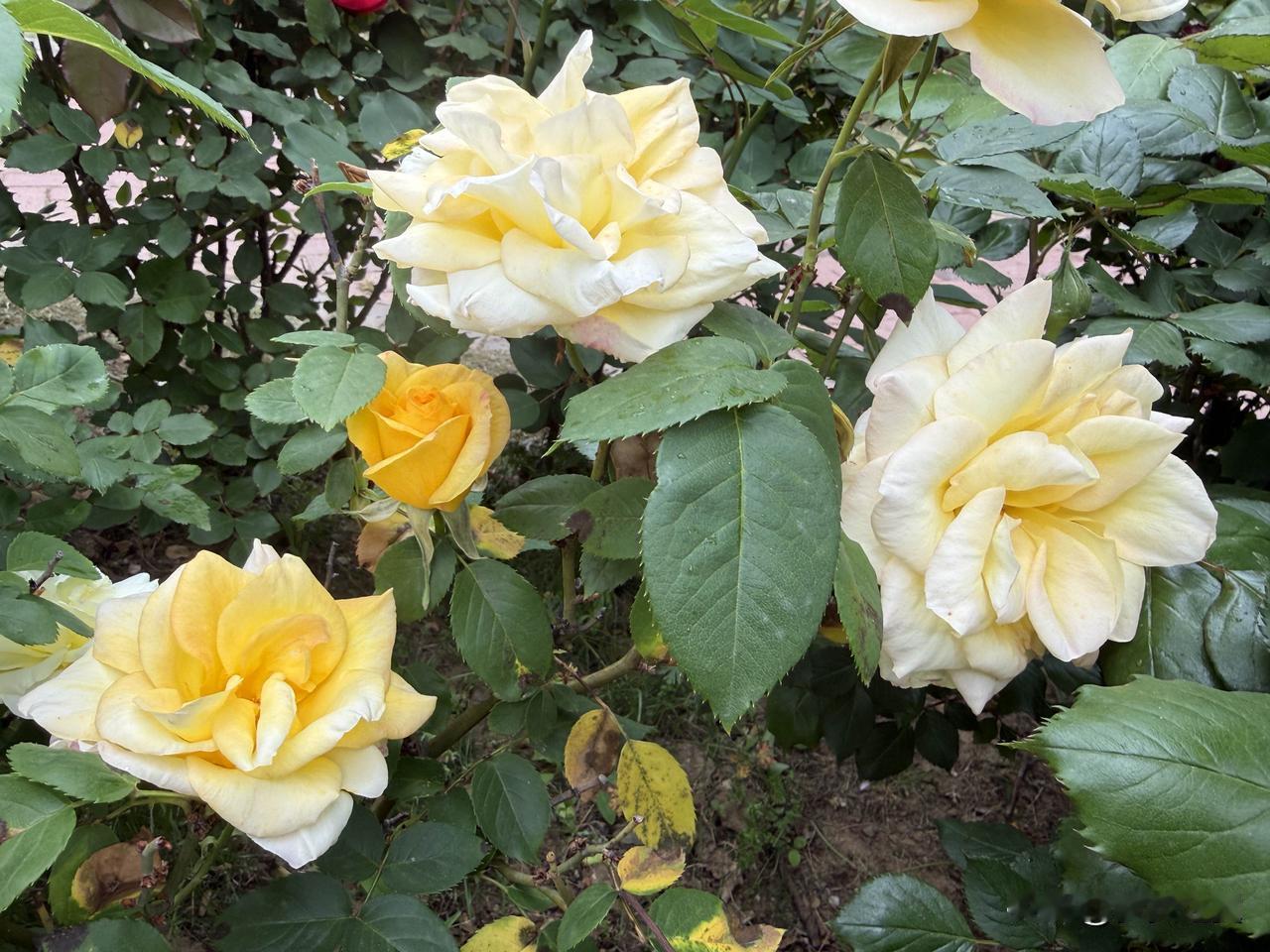 在饭局上被领导夸奖,该如何回复? 
【小对联】
上：收脚；
下：……？