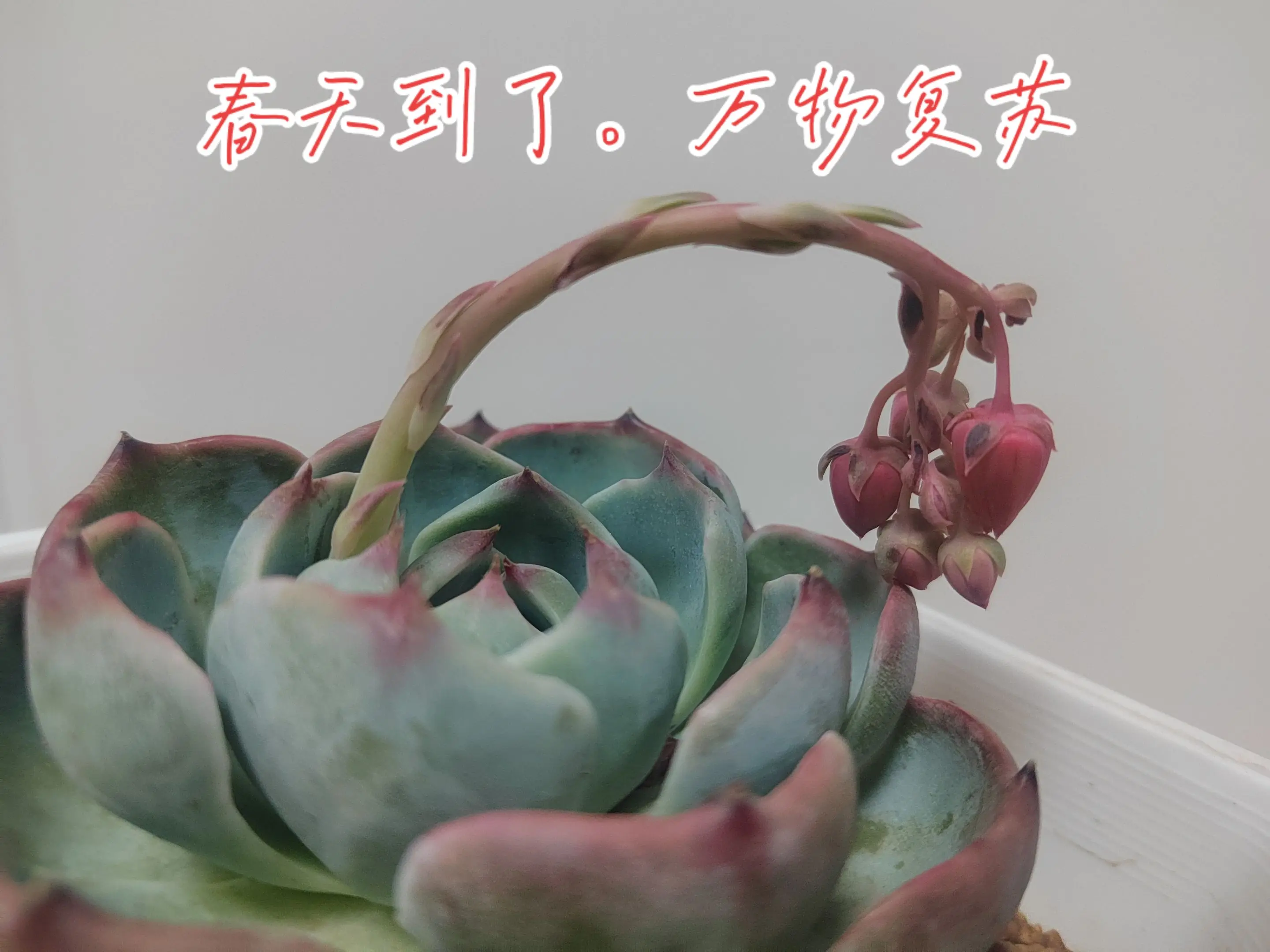 春天到了，万物复苏，又到了……季节，看看你养的多肉开花了没