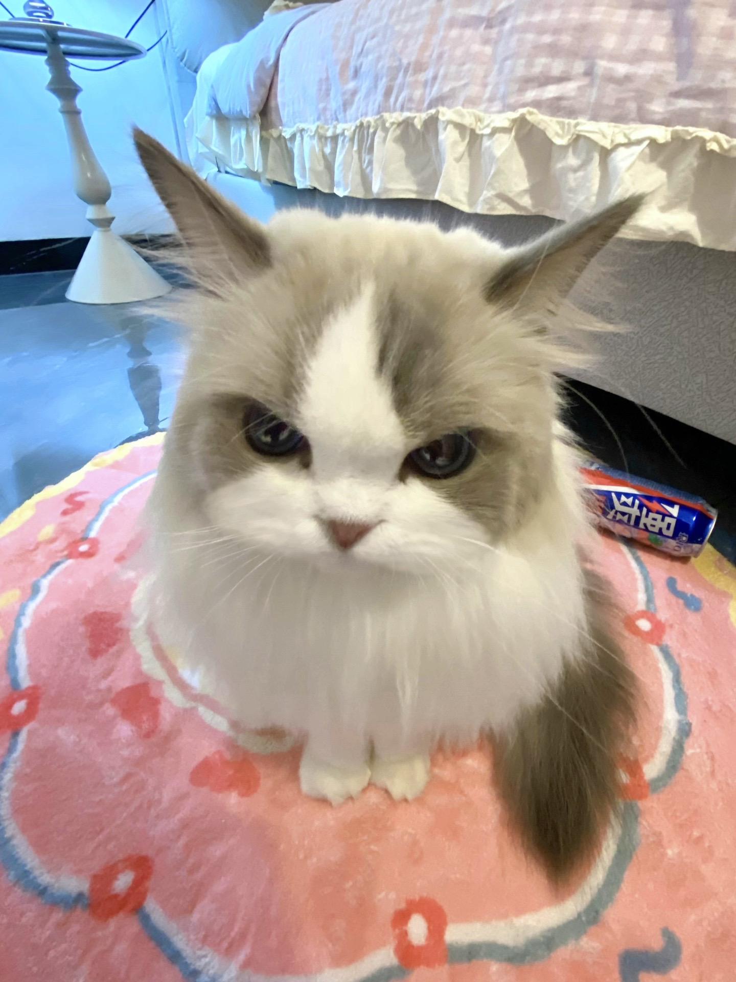 喝多了不小心又吐他脚上了…奶米：今天没10个罐罐好不了！