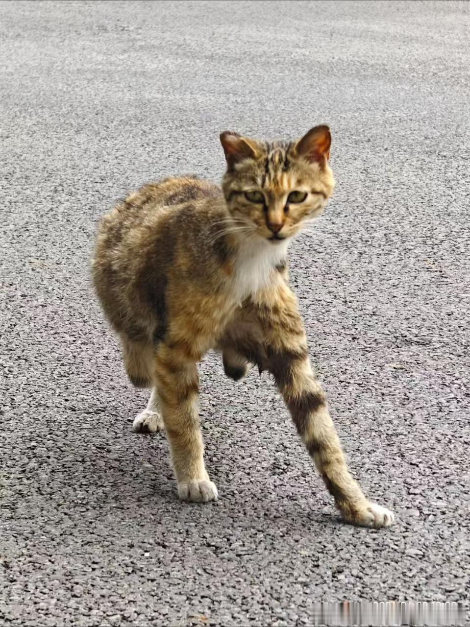 50005［丑猫］严肃脸 