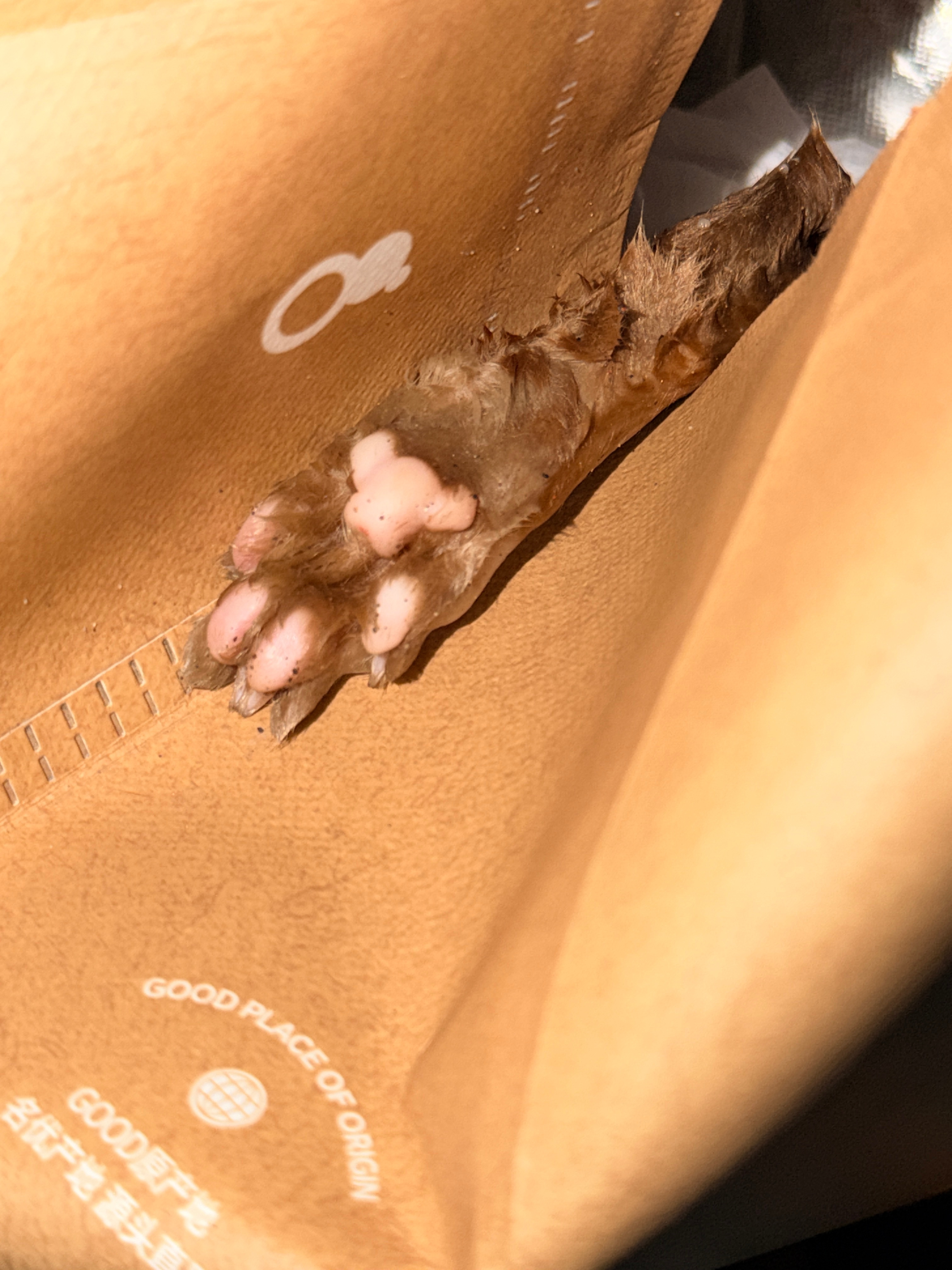 暴雨后带猫去打针，在医院附近的路口看见路面上有一个黄色的物体。只远远看一眼就猜到