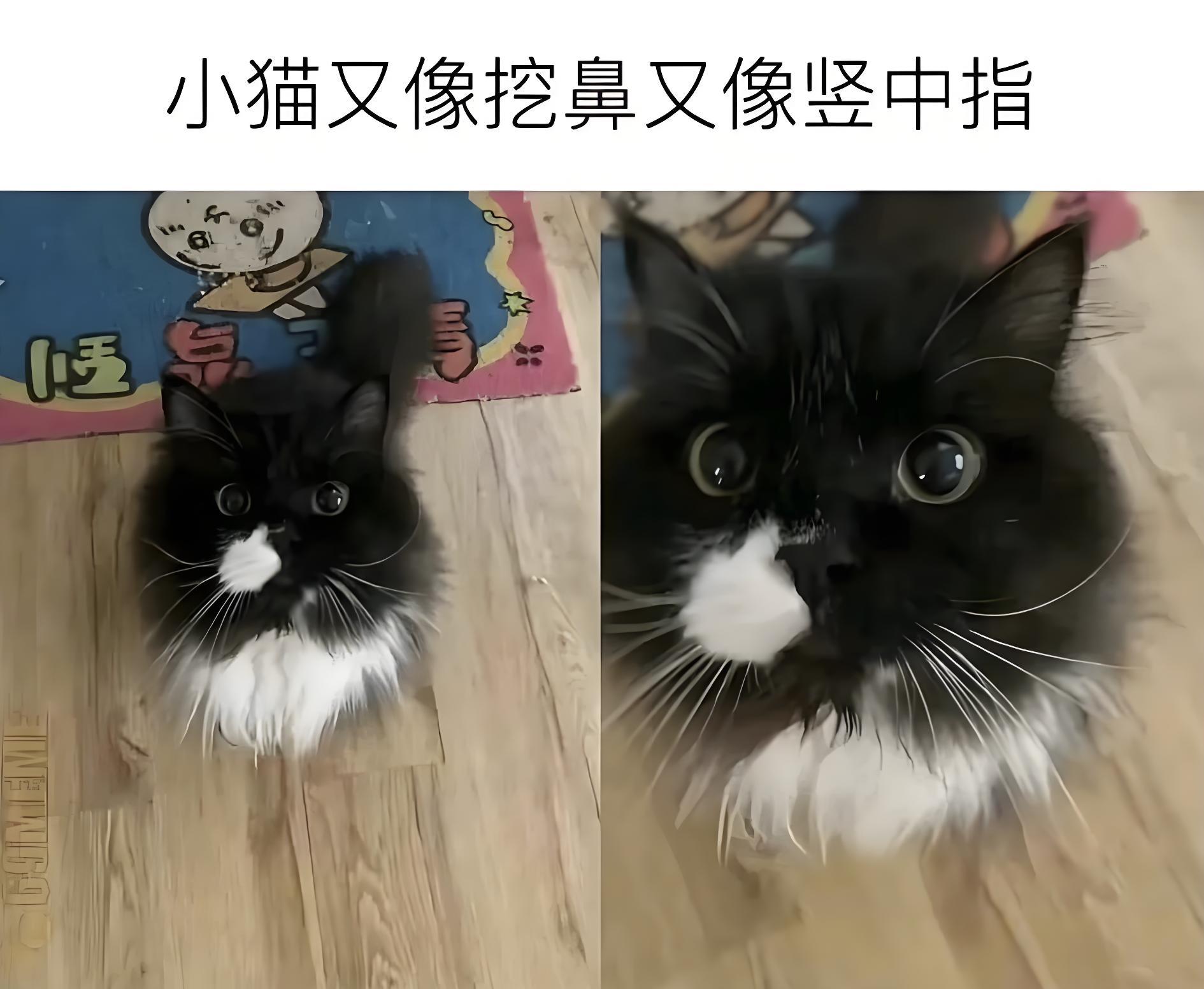 又像挖鼻又像竖中指的小猫🐱 
