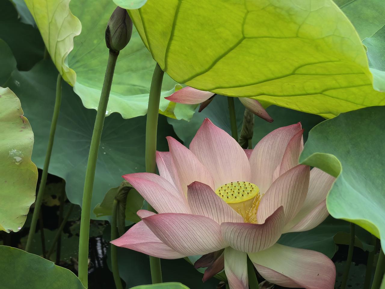 【热评】捂嘴红牌的启示
世界杯首例捂嘴红牌出现
 
今天，世界杯首例捂嘴红牌出现
