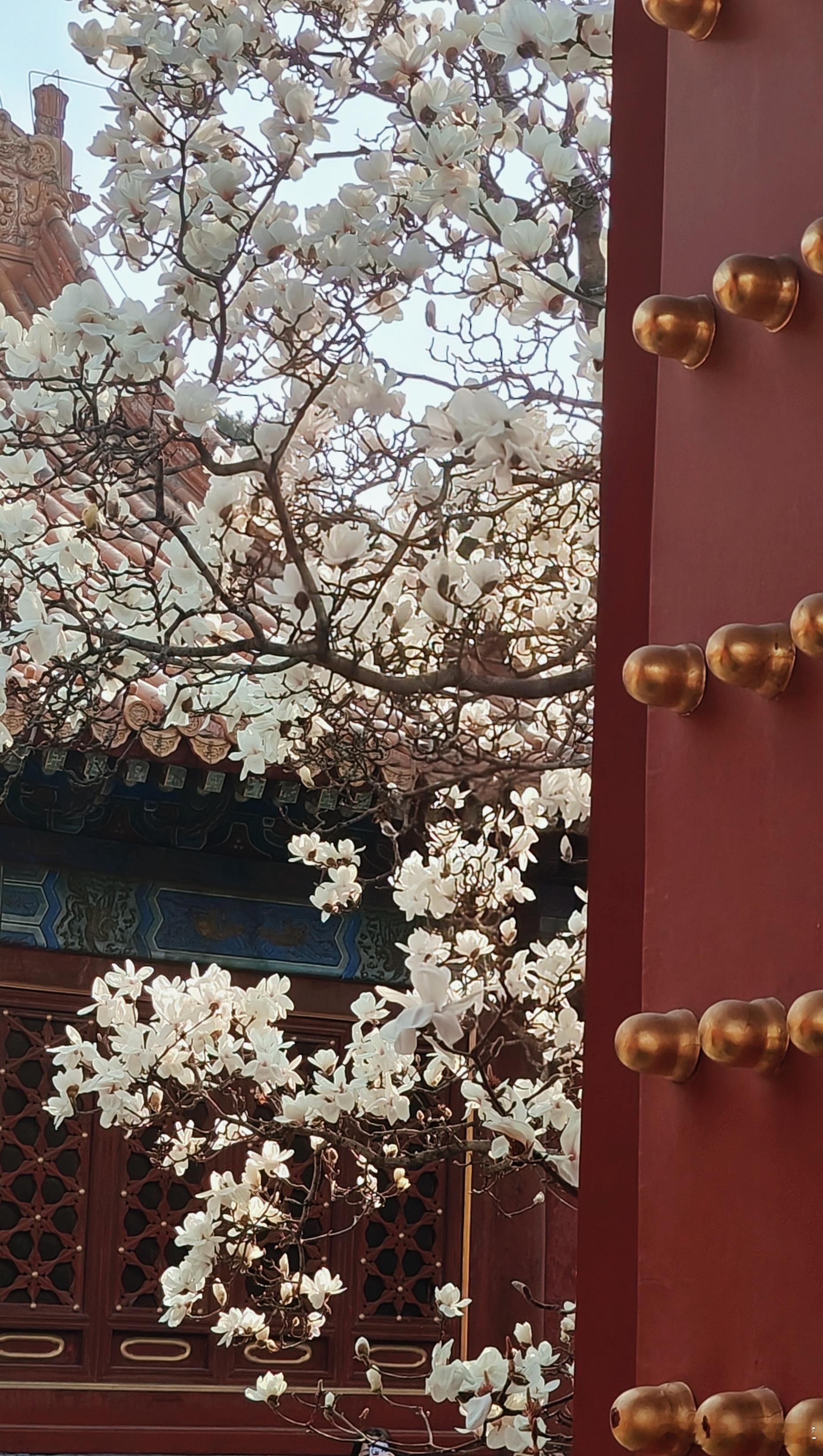 应是一叶携春来 却独枝头玉兰开  北京地坛公园皇祗室玉兰花开🌸摄影​​​