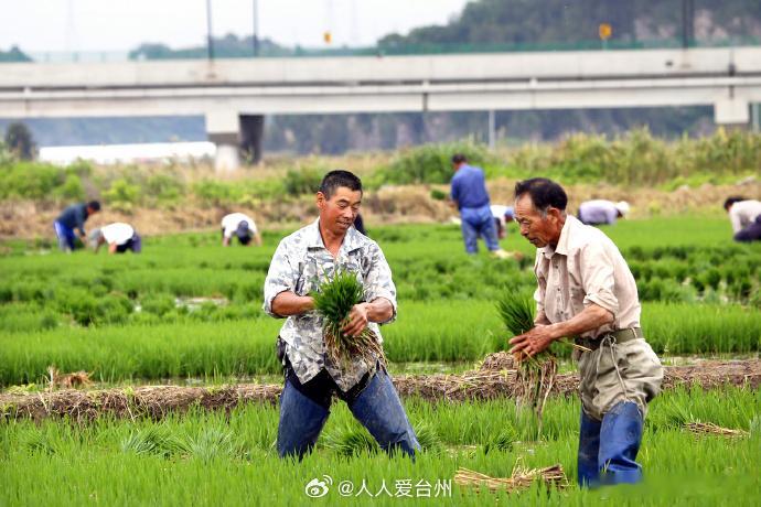 台州玉环盐碱滩涂变粮仓 浙江玉环市漩门三期的高标准水田里，种粮大户柯荣光正带着农