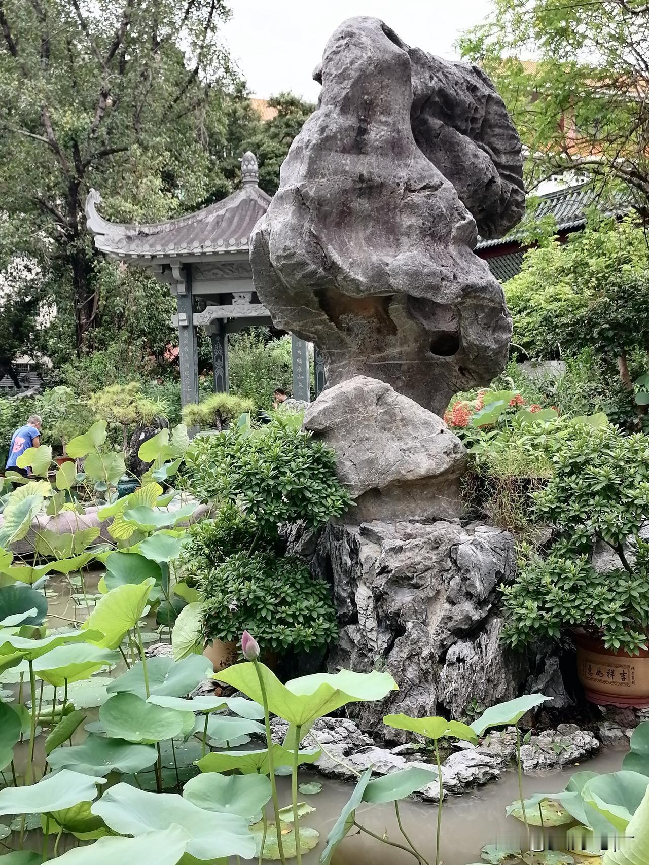 海幢寺莲花池，
那标志性的“猛虎回头石”旁边，已经可以看到一个小小的宋莲花苞了！