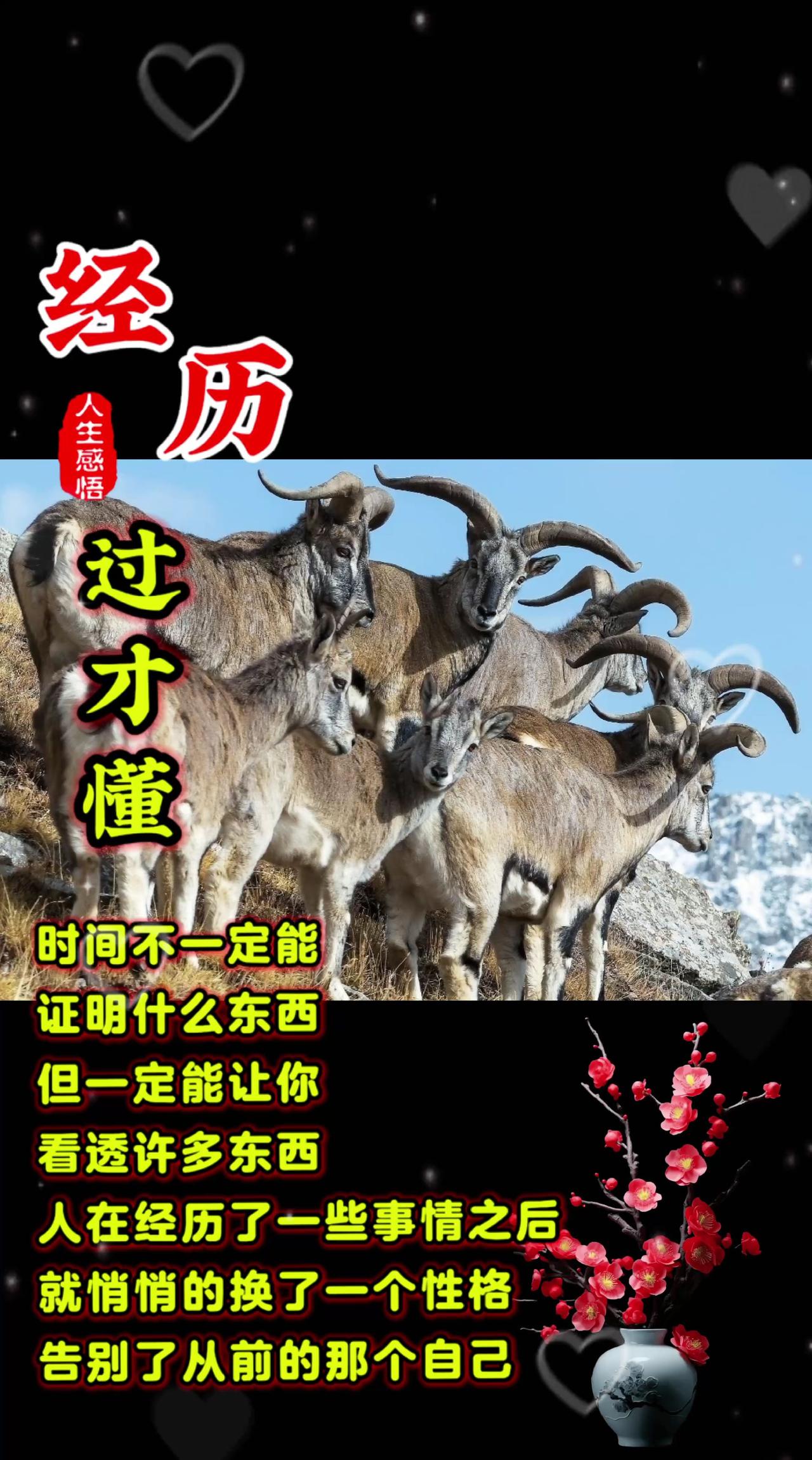 野生动物保护 岩羊为什么要在岩壁上生存 岩羊
