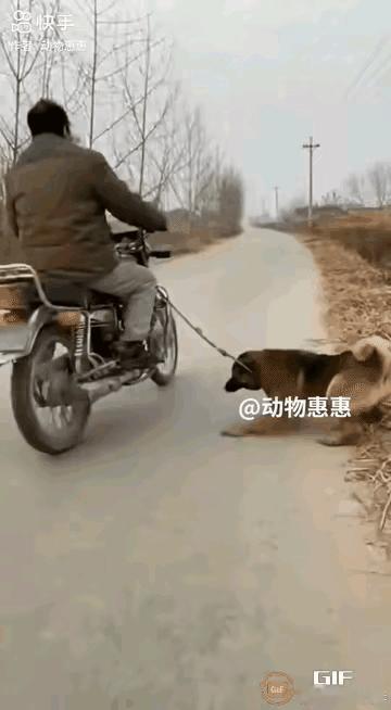 偷狗也有风险！一个男的路过，看见路边拴着一条狗，心一歪：这狗长得不错，偷回去养着