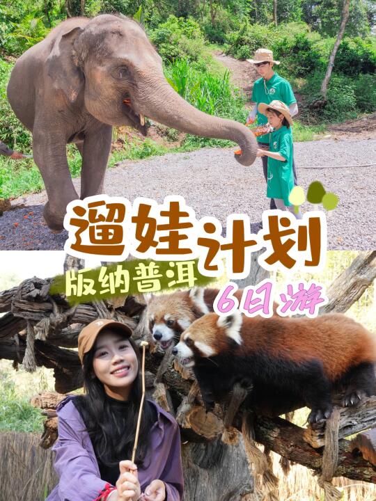 西双版纳普洱6日游｜住小熊猫庄园探神奇王国