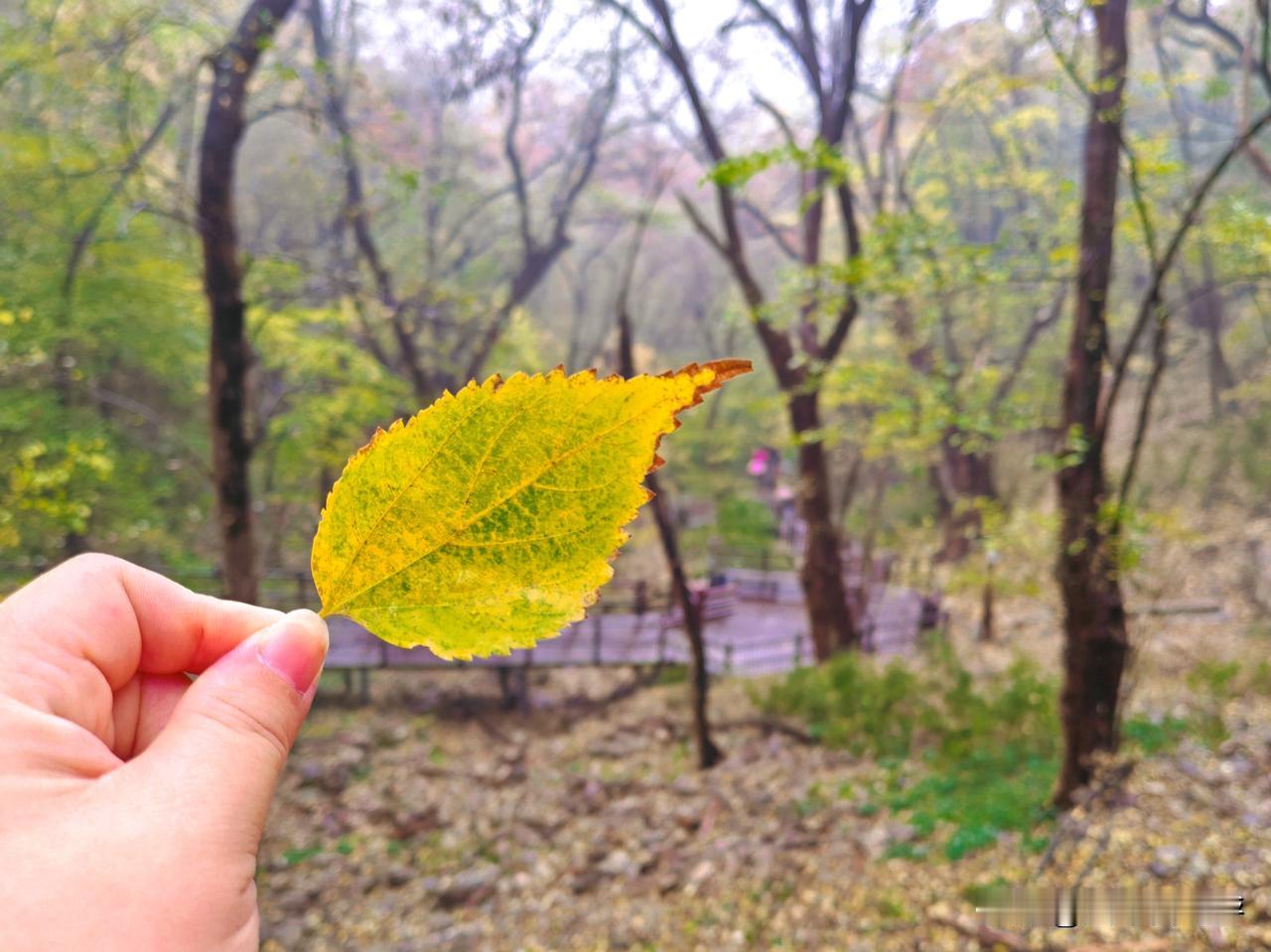 还没有好好感受秋🍁，冬就撵过来了❄️。
皇藏峪国家森林公园，以千年古树群与原始