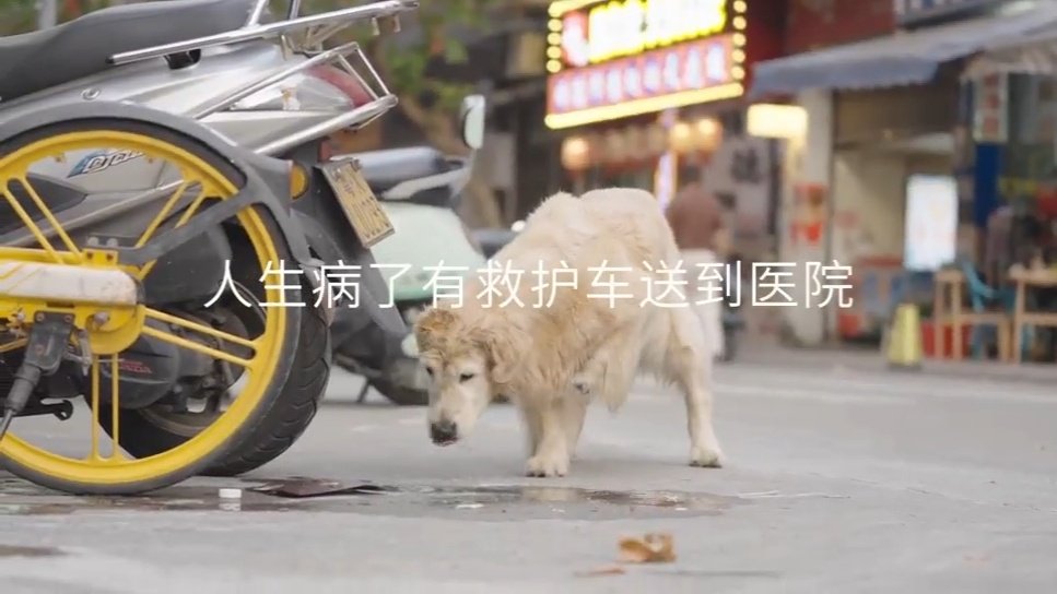 每个毛孩子都有自己的超级英雄毛孩子的宝宝巴士每个毛孩子都有自己的超级英雄！！！！