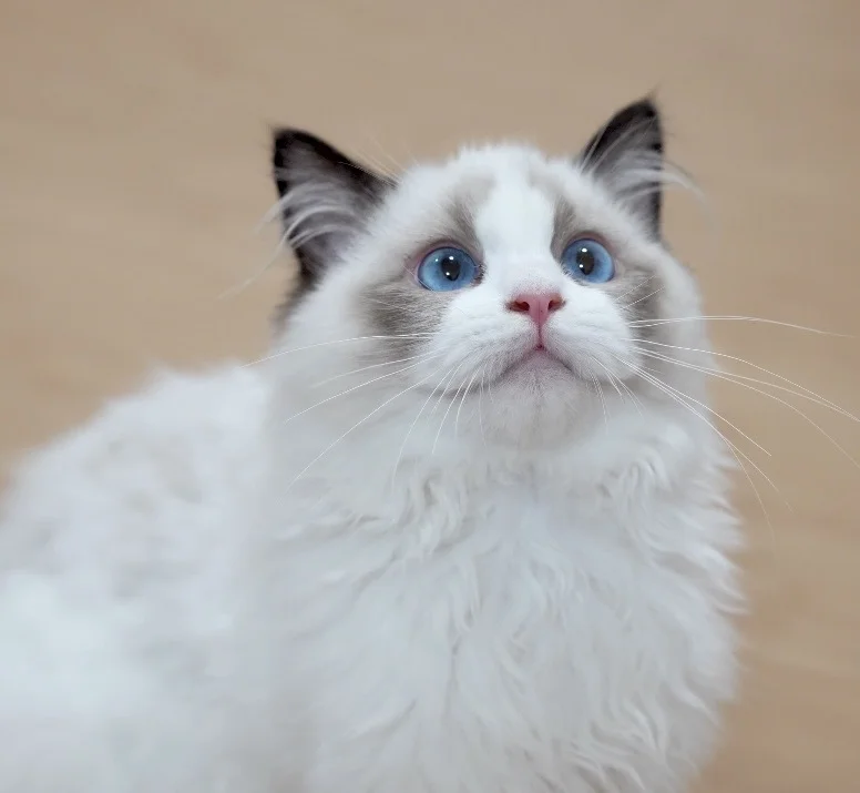 猫咪领养～超黏人！找有爱新家