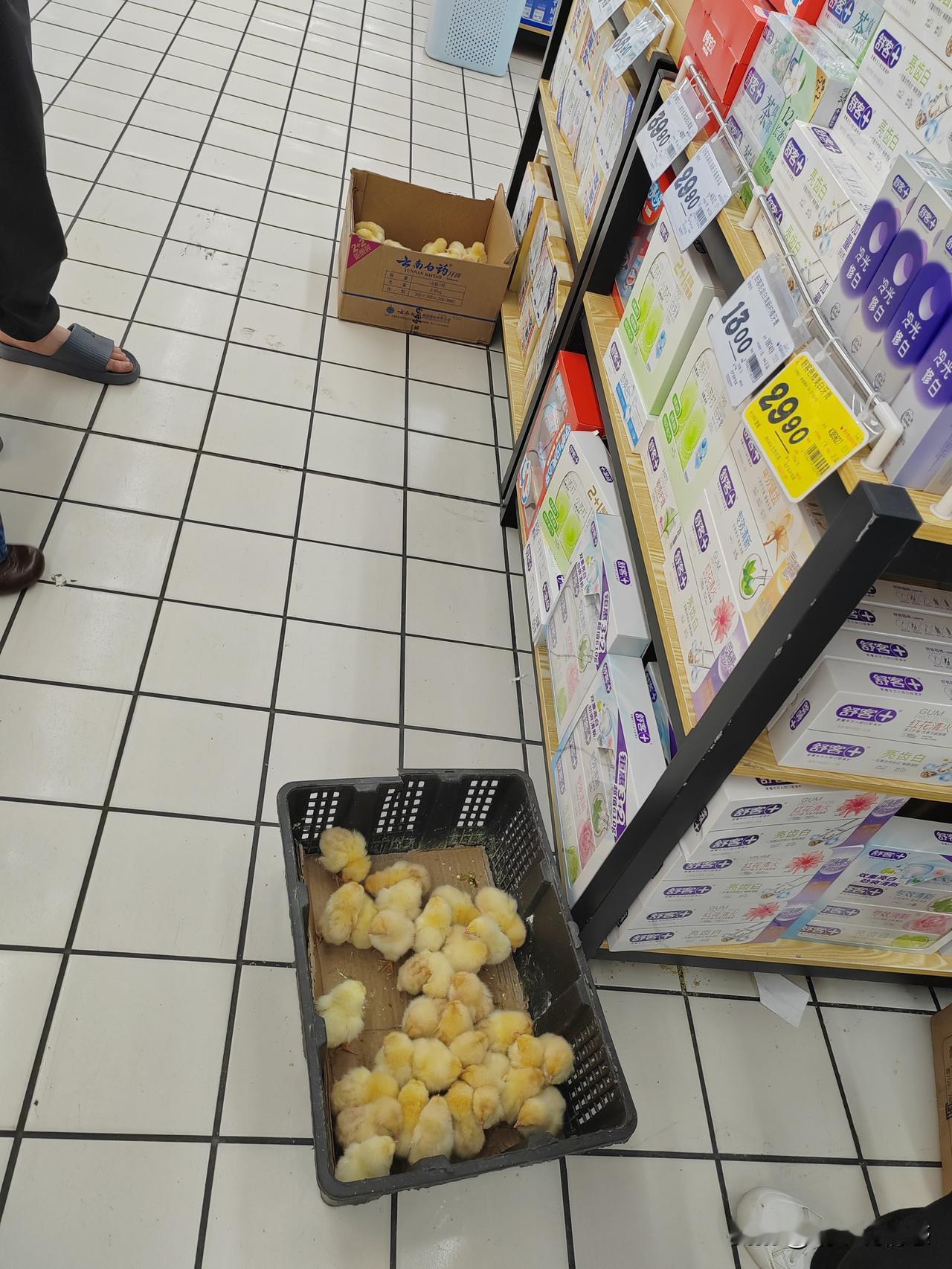 从来没想过活的小鸡仔会出现在大润发里！

今天去县城的大润发买酒，家里人去酒水那
