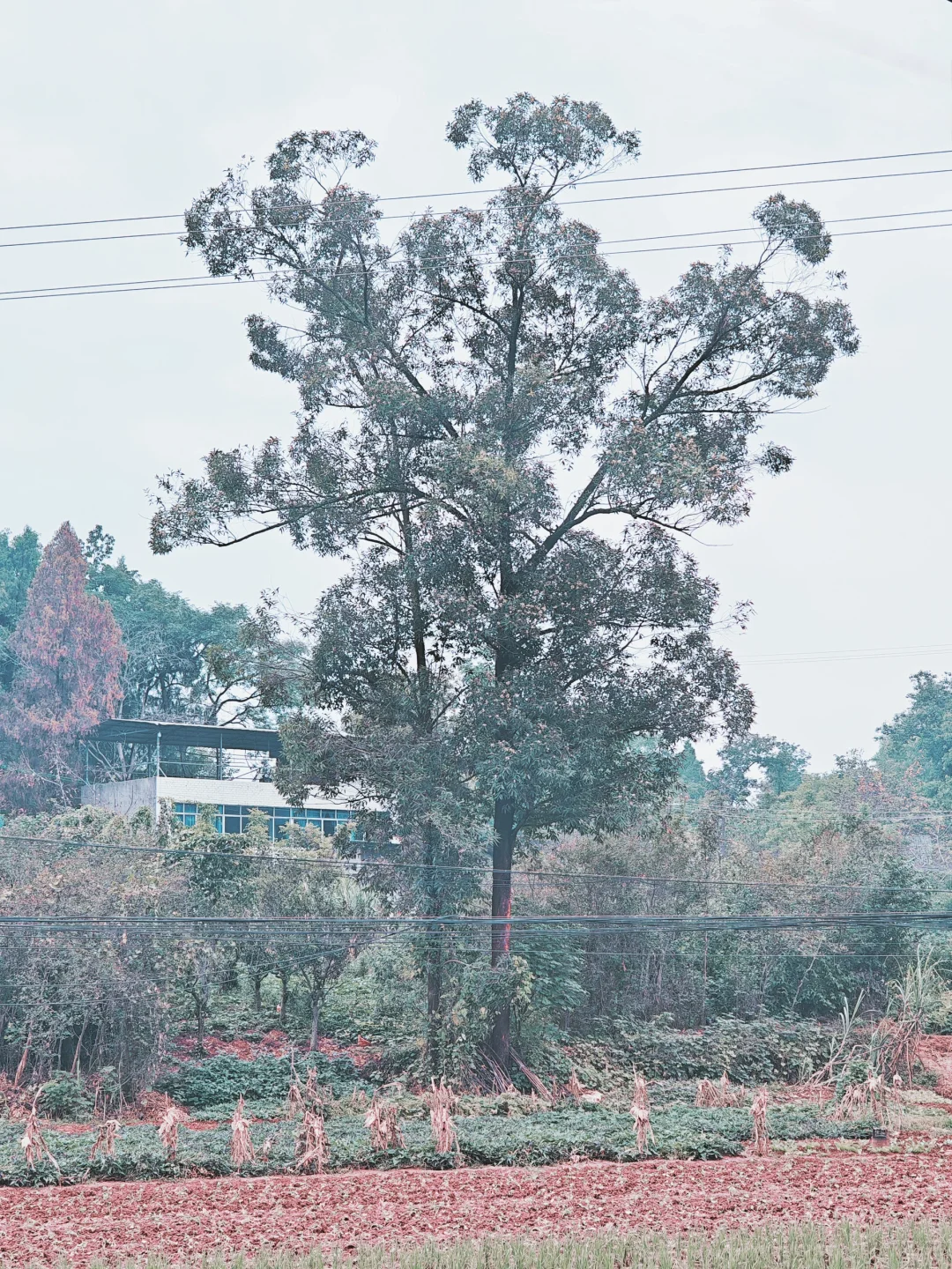 乡野有情131/玉凤村2