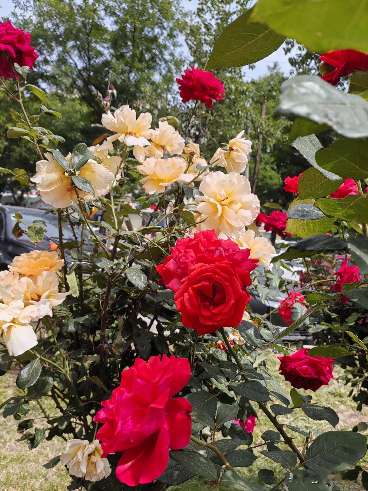 新的一周新的开始，
又开启了创作训练营。我爱我的家石家庄，家乡一年四季春夏秋冬美