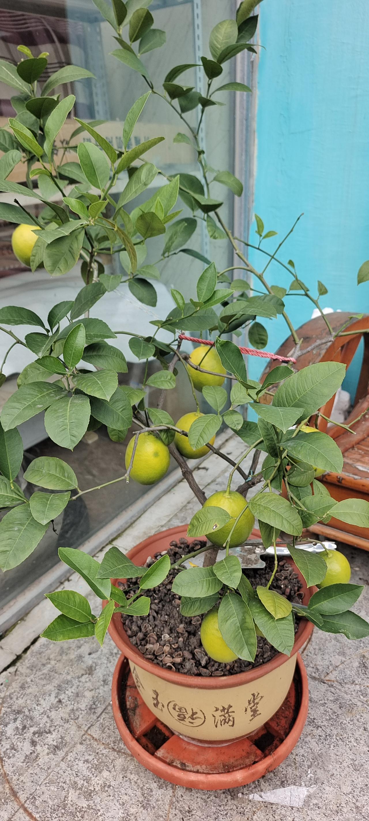 柠檬本来生在南方，这是一个很平常的植物，在中国的北方已经登堂入室了，变成了观赏植