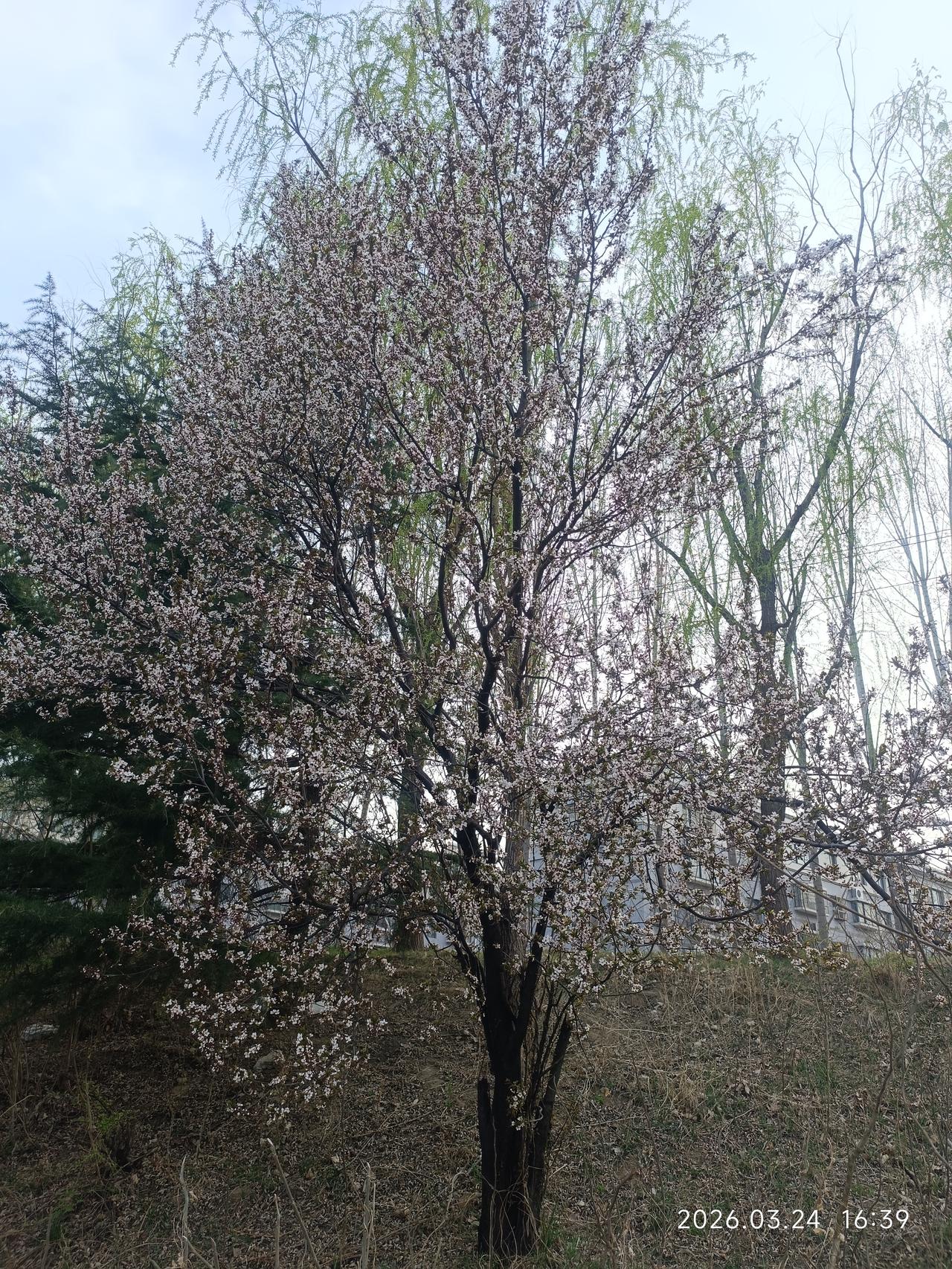 能否分享一张你拍的花卉照片陌上花开，缓缓归！