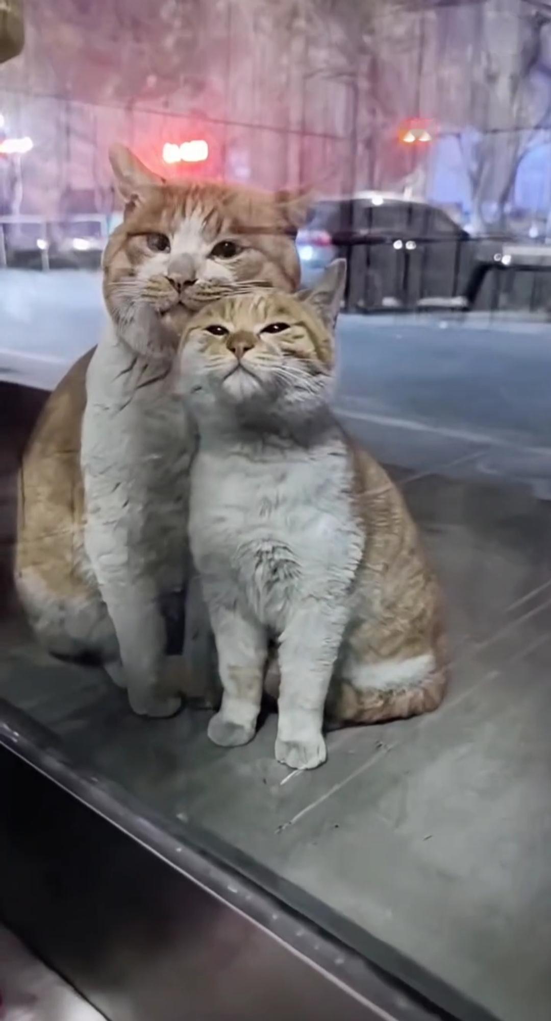 最近降温厉害，街头一商户玻璃前蹲了对流浪猫母女。
小猫缩在妈妈怀里，毛都冻得炸起