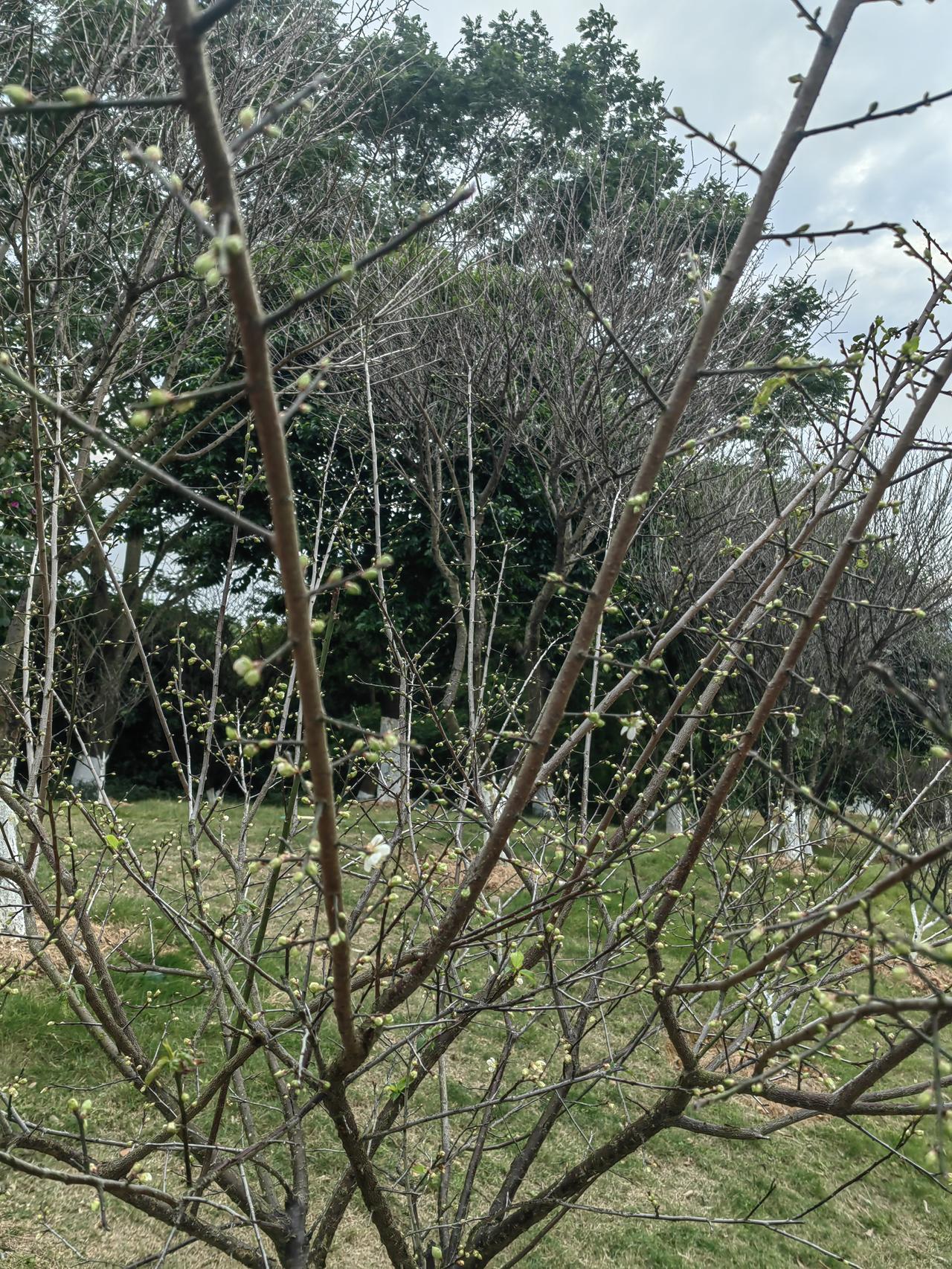 晒图笔记大赛前两天去萝岗市民广场玩，那边的梅花准备开了，预计下周应该就很美了。