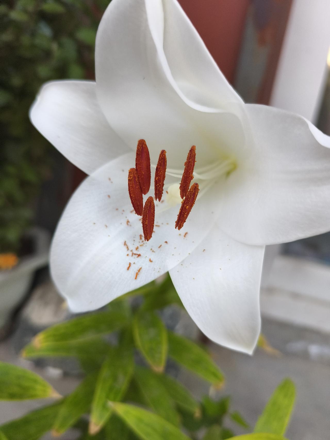 这个世界还有比信任更珍贵的吗？夏天来了，
麦子熟了。
金色的麦秸，支撑着沉甸甸的