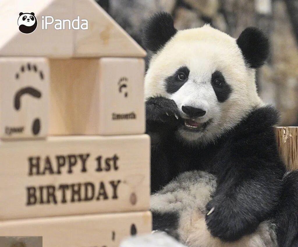 圆圆滚滚的身材，黑白相间的礼服，憨憨厚厚的个性，憨态可掬，男女老幼人见人爱。
