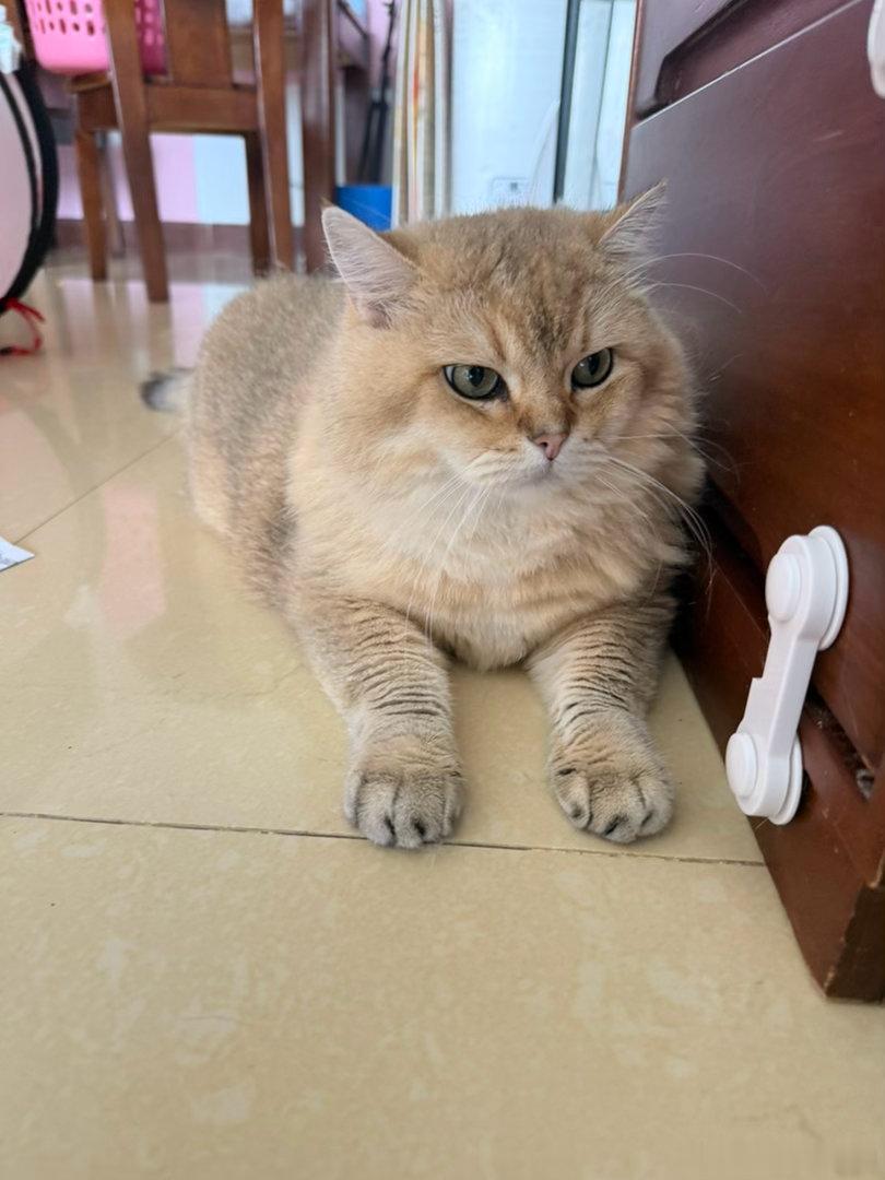 想给他们全体洗澡萌宠猫咪