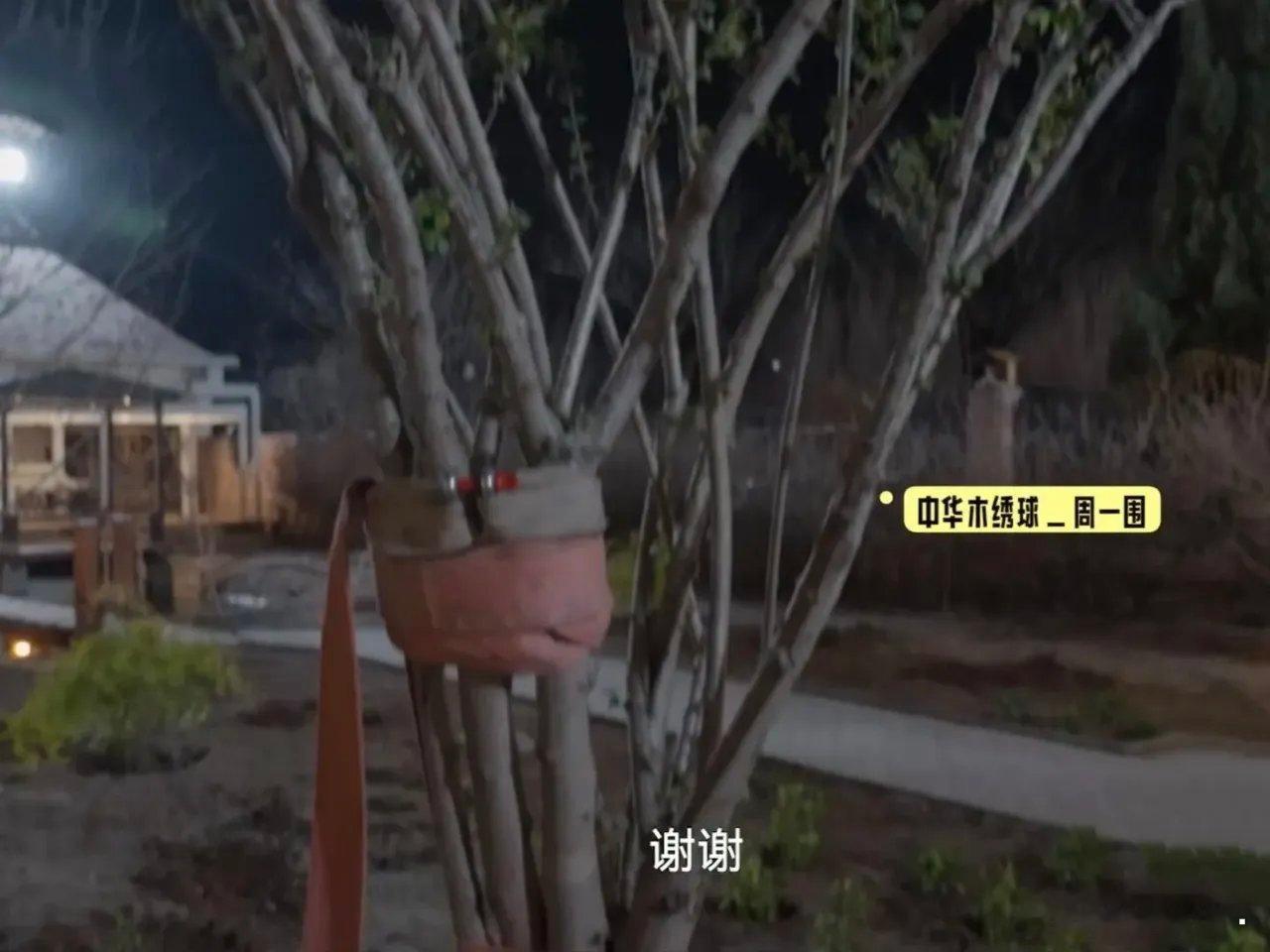 这也太大了！周一围送了张颂文一棵中华木绣球，张颂文抬着头看着巨大的木绣球欣喜地说