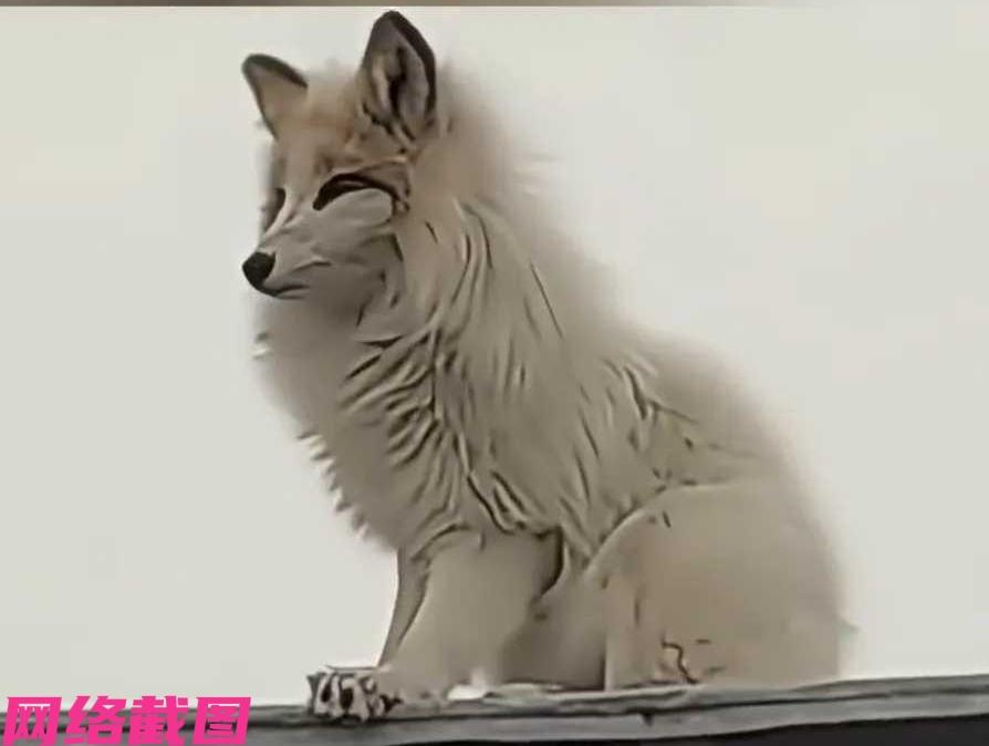 黑龙江望奎有男子，在家听院子里有响动，推门看到有只受伤的白狐。

此刻男子并没有