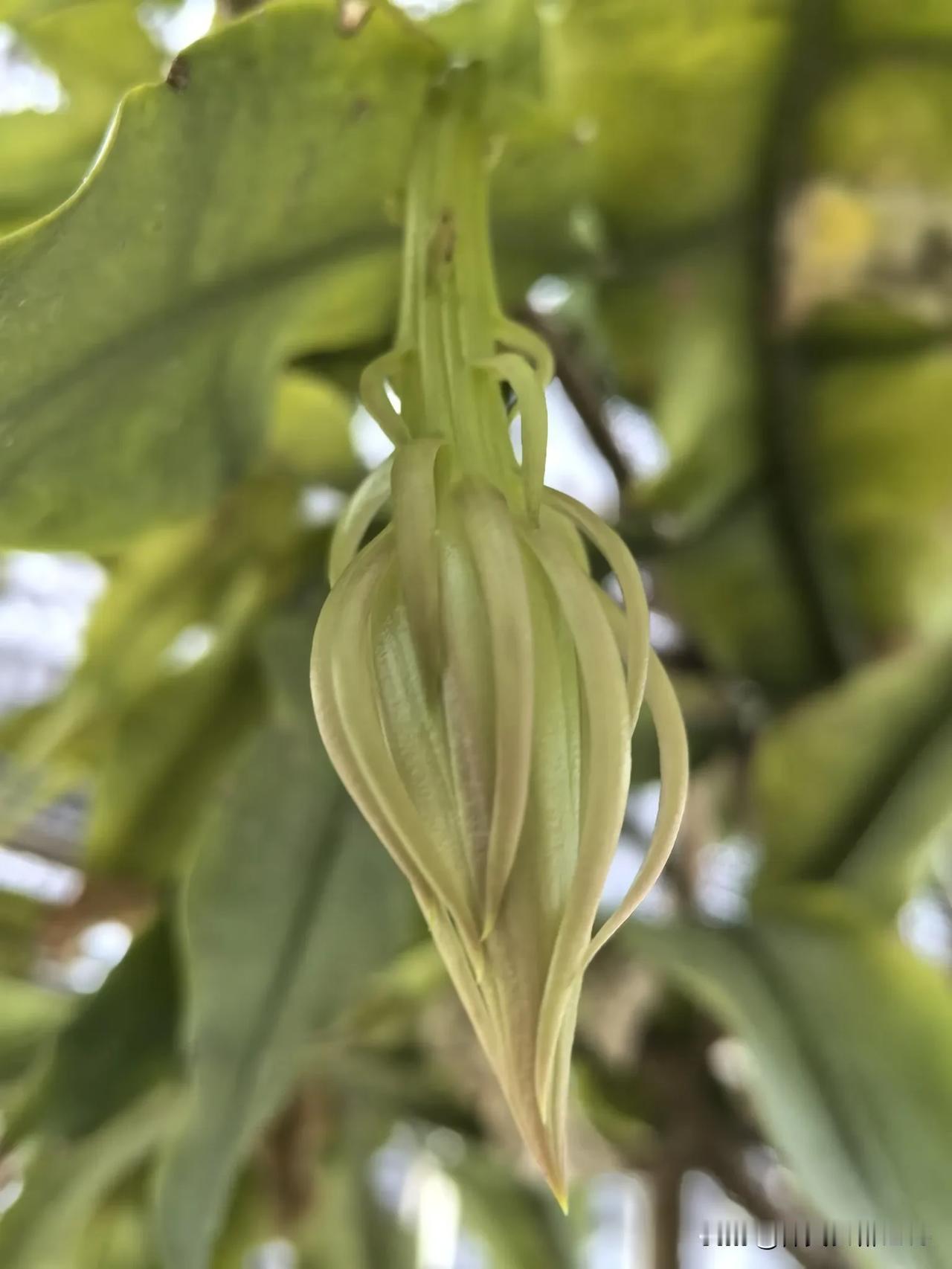 昙花吐蕊，又一轮花期即将来临。[比心]
天气渐凉，虽时令已近寒露，但昙花依旧如约