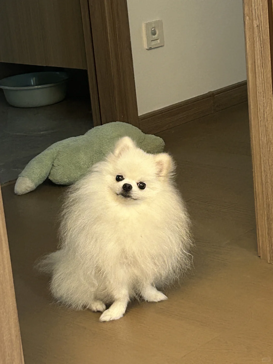小狗也有喜欢的玩具🧸