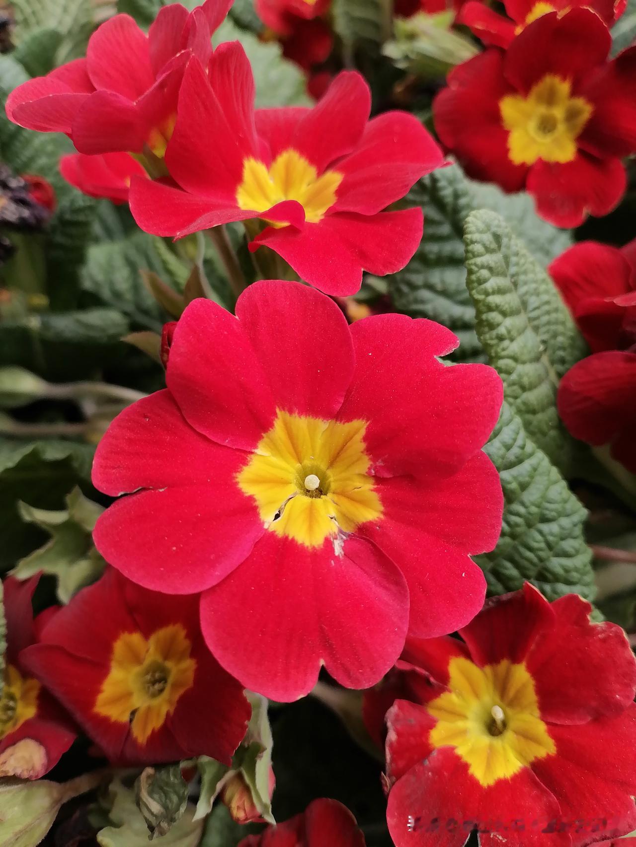 晒一晒你手机里的花卉照片