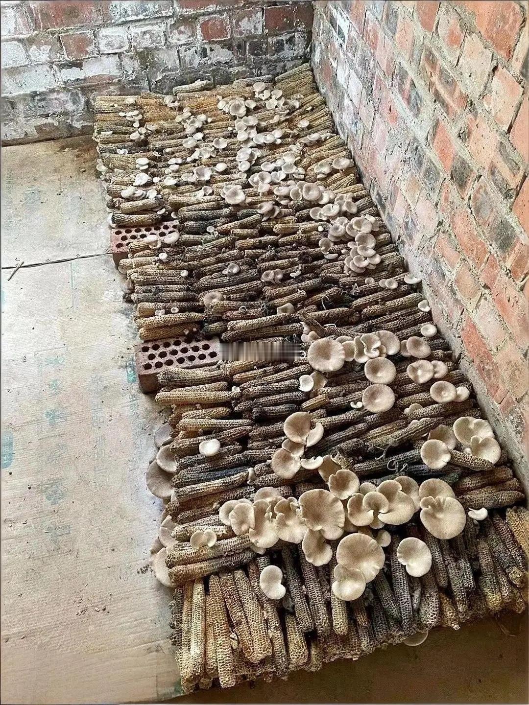 玉米棒居然还能这样用长见识了 