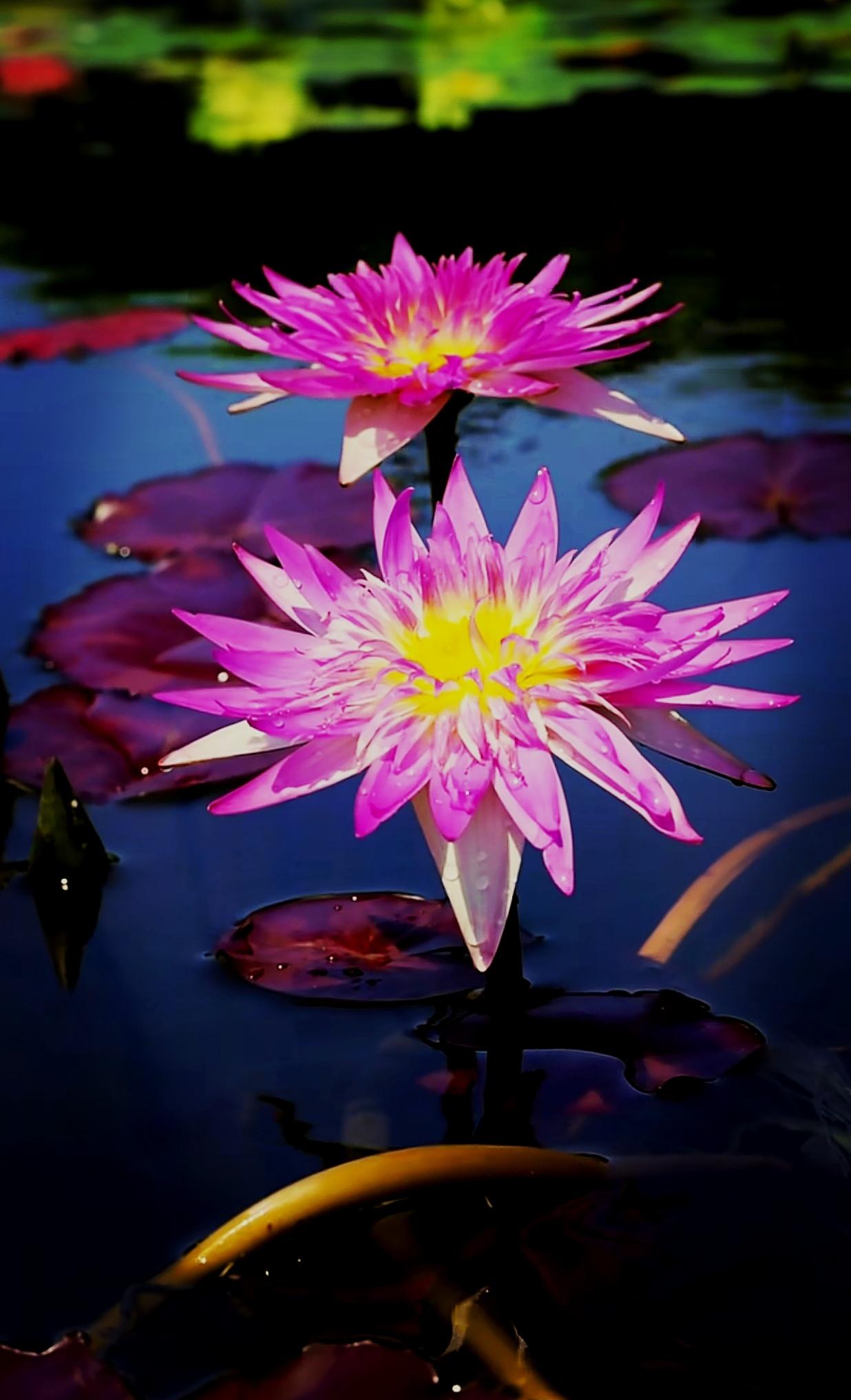 微风拂过，睡莲摇曳生姿，宛如大自然最精致的笔触。