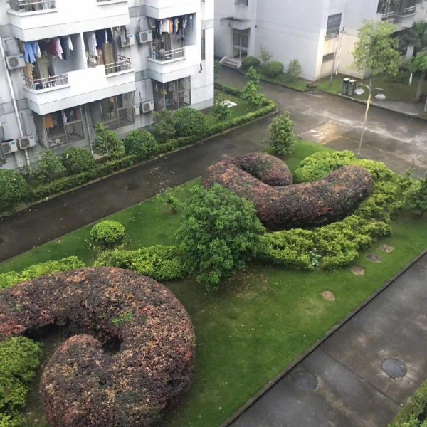 这是王八虎家的花园？ ​​​