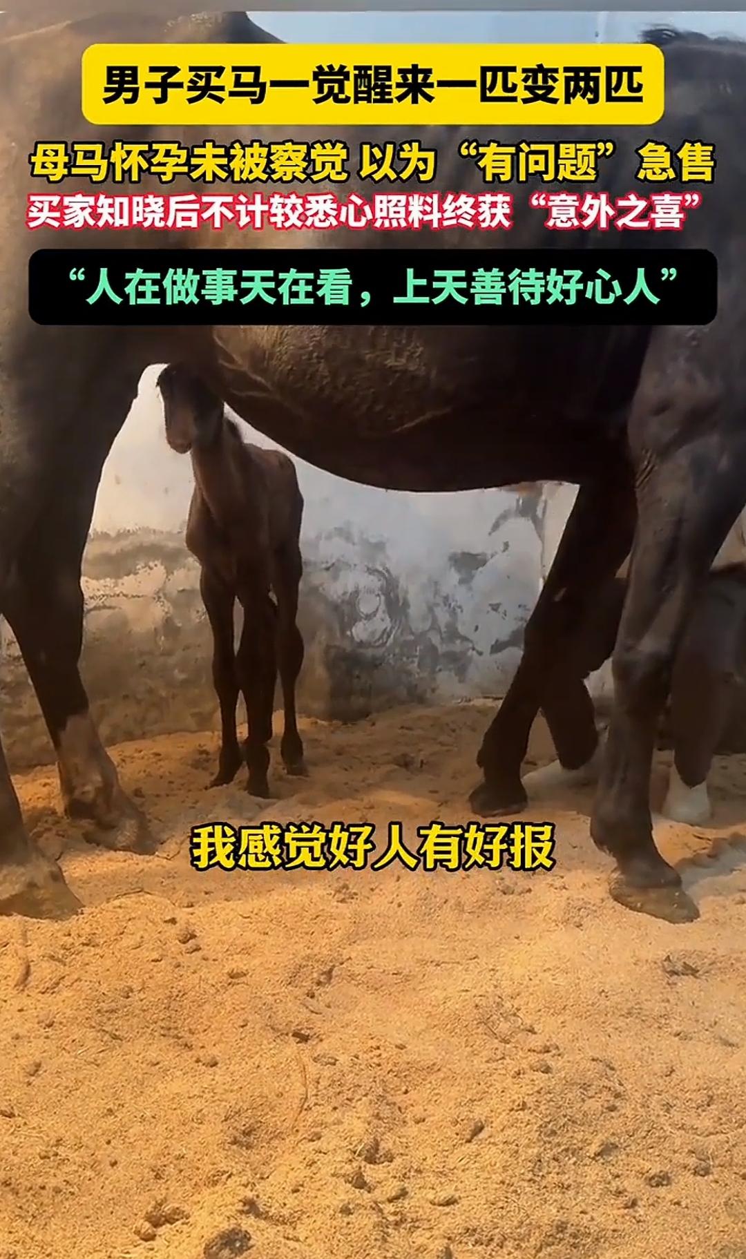 男子买马一觉醒来一匹变两匹！
原来是男子得知有一匹马急售，因为卖马的人以为马有问