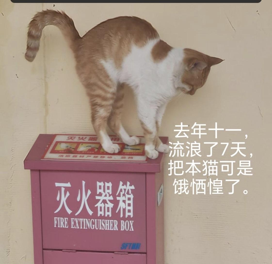 橘猫二狗，在单位的院子里安身，一晃已经整整十年。十年朝夕岁月，它早已经练就了本能