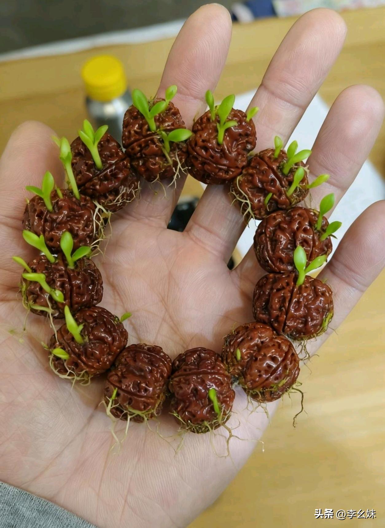 文玩放了一段时间没玩，竟然还长出芽了