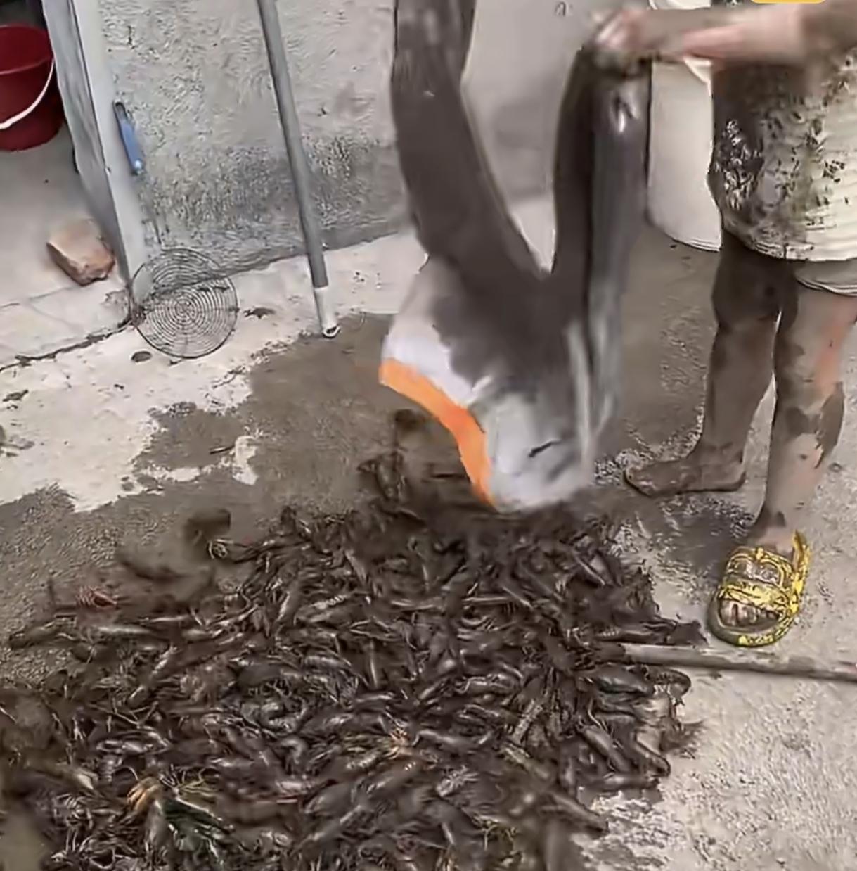 一人挨打，全家吃虾，
不过这才是童年的乐趣 ，
小男孩和姐姐去河边捞虾，回家后裤