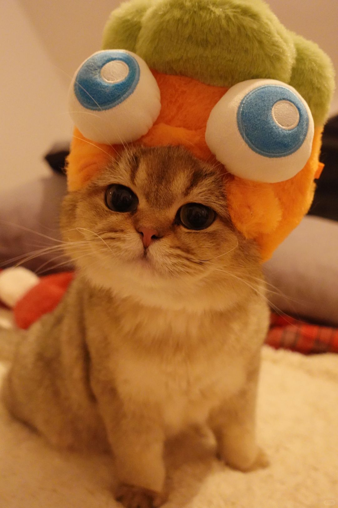 元气小奶猫健康成长第一步 | 一支就足够！