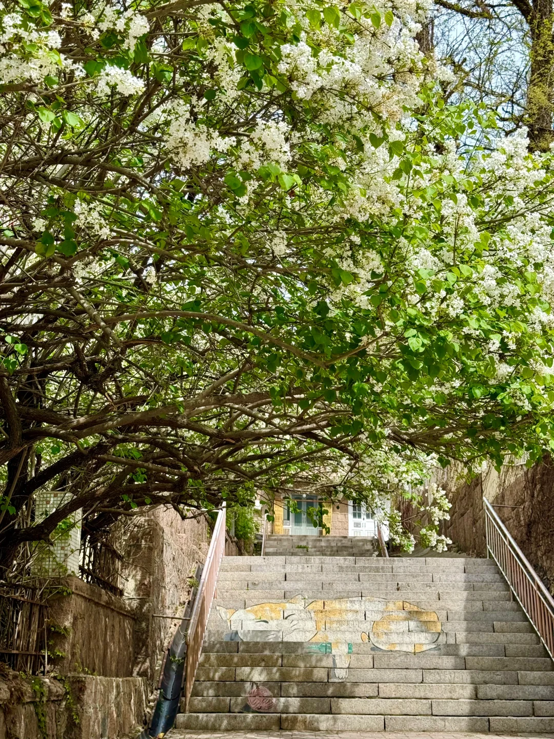 青岛老城区丁香花开啦‼️附假日citywalk路线