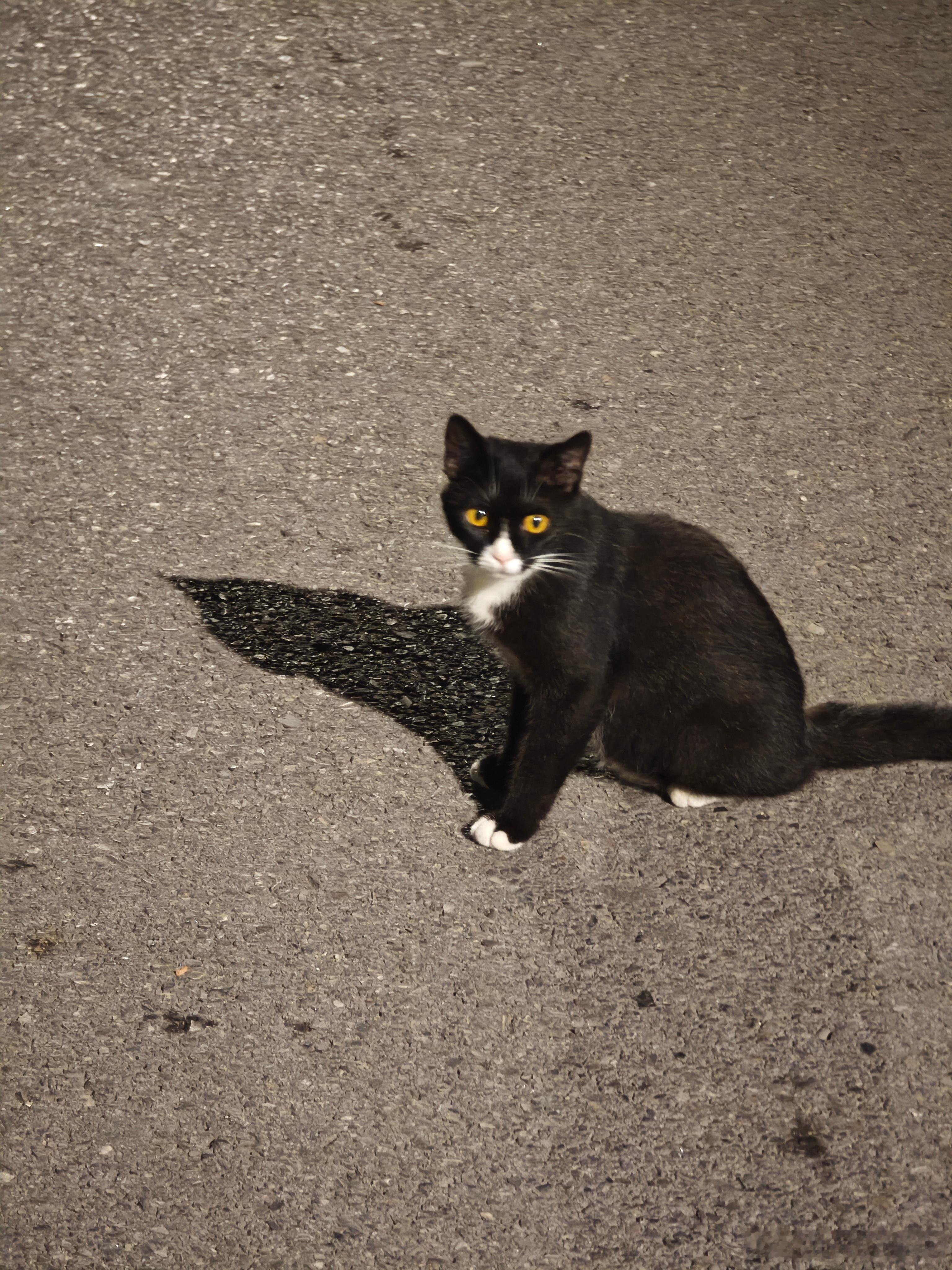 路遇黑猫警长拦路，小家伙还挺瘦的。 北京