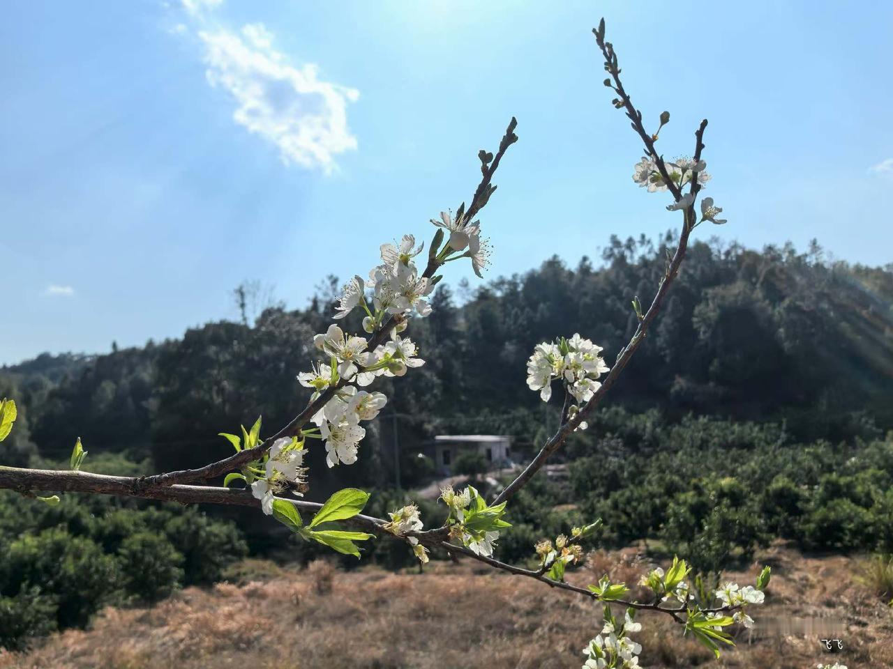 天南地北大拜年