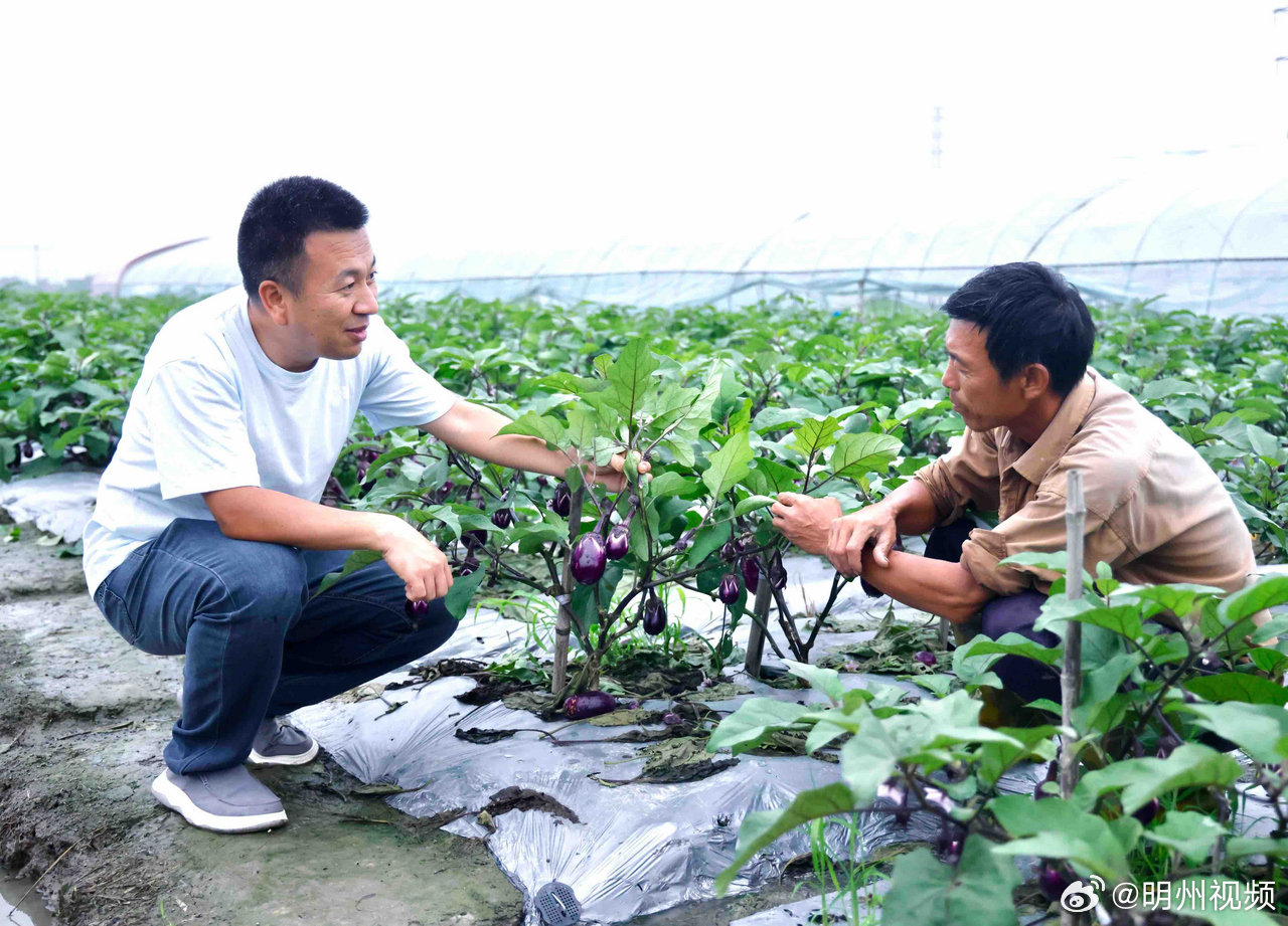 梅汛抢收保供稳住宁波菜篮子 昨夜宁波遭遇雷暴大雨，今早降雨间歇，鄞州尚蔬园市级菜