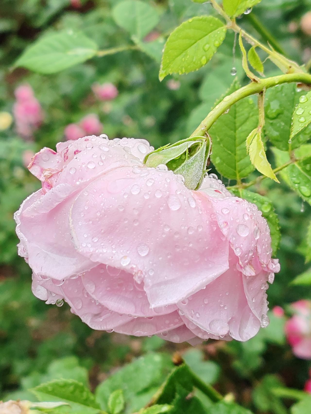 记录我的2026初夏随手拍一一雨中的月季。