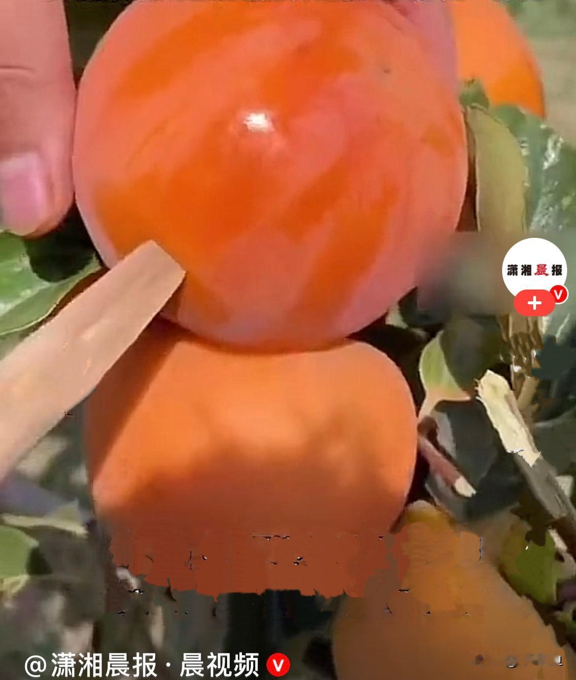 杭州58岁宋女士对柿子格外偏爱，不仅喜欢直接吃，还常常把柿子做成
柿子糕、柿子饼